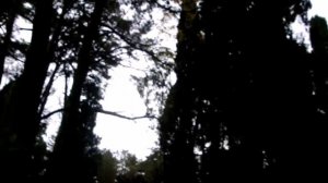 Охота с crosman pcp 2