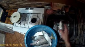 Солим и вялим белорыбицу. Часть 1