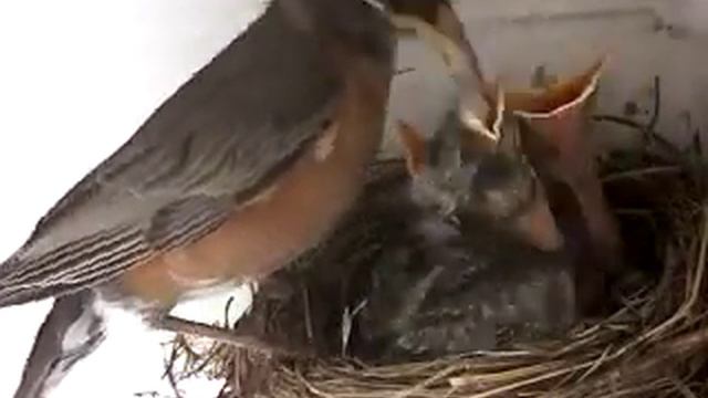 Robins feed chicks in nest 4of7