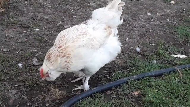 Фавероль, что изменилось за лето. Цыплята. Как проходить лето. смотреть онлайн