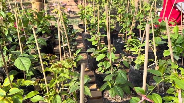 BAGONG GREEN HOUSE SA BUKID ROYALE GARDEN OF BOUGAINVILLEA SAN MIGUEL BULACAN смотреть онлайн