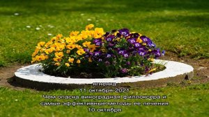 Что мы будем делать на клумбах в сентябре?