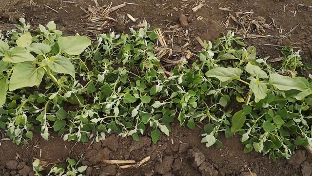 порівняння геліантекс VS гранстар на соняшнику Саксон Эліта Селект смотреть онлайн