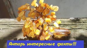 Янтарь и его друзья. Интересные факты !!!