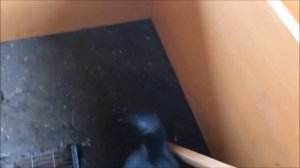 Ягдтерьер 6 месяцев и крыса...