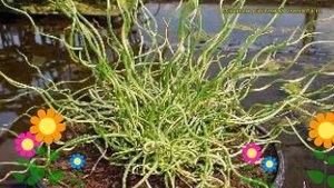 Ситник развесистый Спиралис. Краткий обзор, описание характеристик, где купить саженцы Spiralis