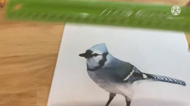 How to make a 3D blue jay (not drawing bacically) смотреть онлайн