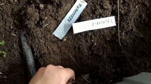 Правильная высадка рассады - Помидоры, перец, баклажаны. Посадка в борозду.