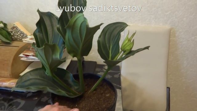 Комнатные цветы/растения. Мединилла. Покупка, пересадка, определение места жительства.