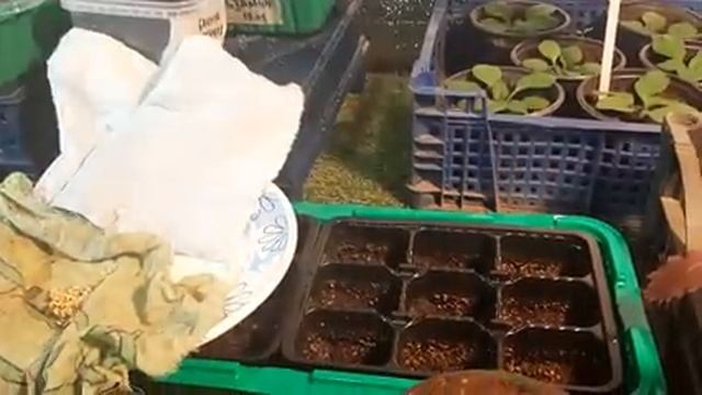 ЛЕГКИЙ СПОСОБ ПОСЕВА ПЕРЦА БЕЗ ПИКИРОВКИ быстрые всходы и крепкая рассада перца.mp4