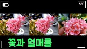 (제라늄#17)_🌷명품 로즈버드 제라늄 데니스 🌱 (펠라고늄,  Pelargonium) Geranium - Dennis (초보 가드너에게 추천했던 제라늄 중 하나)