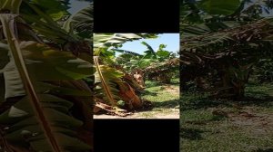 Эндр Jane на эскурсии на банановом острове