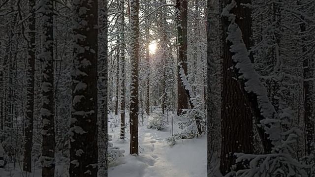 Умиротворение. Зимний лес. Winter forest