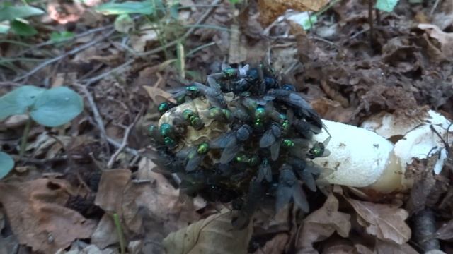 Процесс размножения Весёлки обыкновенной (Phallus impudicus) смотреть онлайн