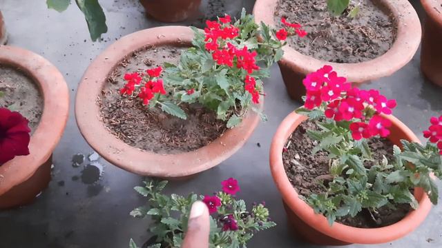 सर्दी मे फूलों से भर देगा ये आपका गार्डेन / verbena plant care / verbena plant in hindi /repot plan смотреть онлайн