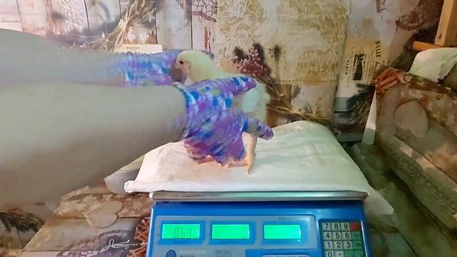 Как растут бройлеры на комбикорме Микс Лайн. Вес бройлеров в 15 дней Росс 308 (Россия). смотреть онлайн