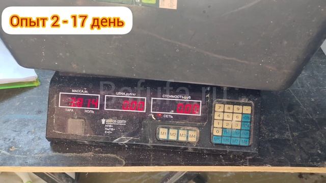 ДЕНЬ 17     200 бройлеров  черная львинка          200 broilers  BSFL experiment чернаяльвинка