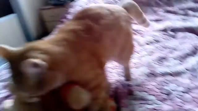 Рыжий с мышью смотреть онлайн