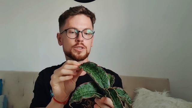 Как я в мебельном отделе сансевьерию покупал. Забавный случай из жизни цветовода любителя. смотреть онлайн