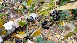 Спелые плоды паслена в октябре Ripe fruits of nightshade in October 十月成熟的茄子果实 10月のナス科の熟した果実 0월에 익은