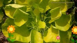 Скумпия кожевенная Голден Спирит. Краткий обзор, описание cotinus coggygria Golden Spirit