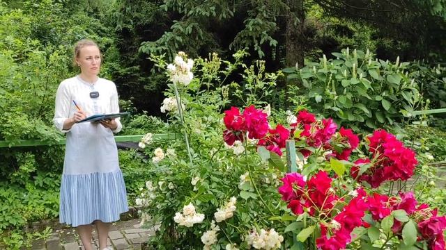 ченнелинг на тему: Розы. для чего они???? смотреть онлайн