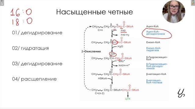 Биохимия | Бета-окисление жирных кислот: насыщенных, ненасыщенных, с нечетным количеством атомов С