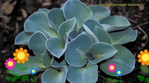 Хоста гибридная Ушки Синей Мышки. Краткий обзор, описание hosta hybrida Blue Mouse Ears