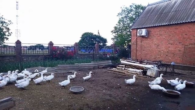 САМАЯ ЛУЧШАЯ ПОРОДА УТОК ! Бройлерная утка Агидель  МЯСНАЯ И ВЫГОДНАЯ !