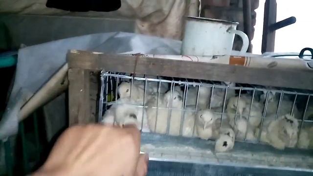Уличное содержание перепелов. Перепела на улице.