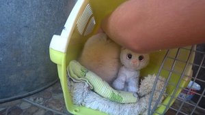 Котик Кевин наел щеки, а Лиле выписали таблетки