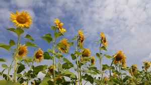 Поле подсолнухов