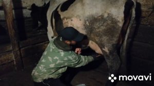 Доение коров! // Доение коров аппаратом! // Двухразовая дойка коров! // Молочные коровы!