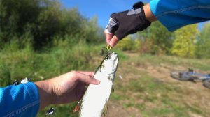 Тейл спиннер спас рыбалку! Ловля окуня на спиннинг!