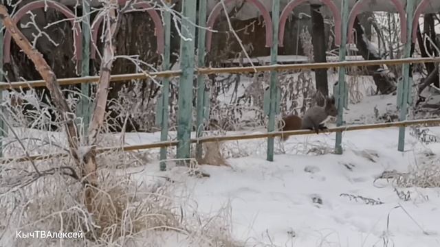 А вот и белочка пришла!