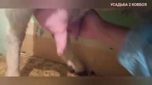 Коза породы ЛАМАНЧА