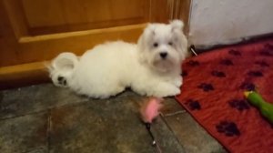 Малыши Йорка и Мальтийской болонки.