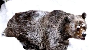 ЧТО БУДЕТ ЕСЛИ РАЗБУДИТЬ МЕДВЕДЯ ЗИМОЙ???