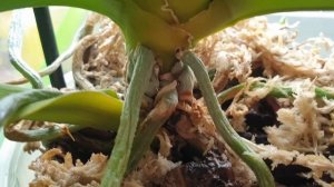 Полей орхидеи так и ОРХИДЕИ ЦВЕТУТ И ЦВЕТУТ // Орхидея доращивает цветонос