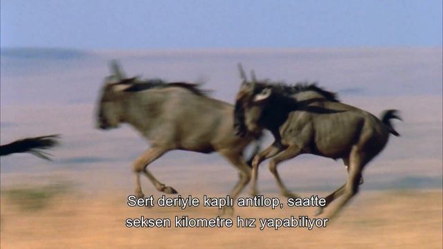 Among Africa's Swiftest Creatures: Wildebeest | 4K Animal Documentary смотреть онлайн