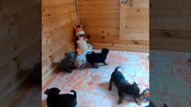 Той терьеры тула смотреть онлайн