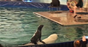 Морской котик катается на белухе