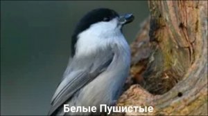 ПУХЛЯК?/Птицы/Животные/Интересные факты