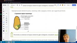Строение семени