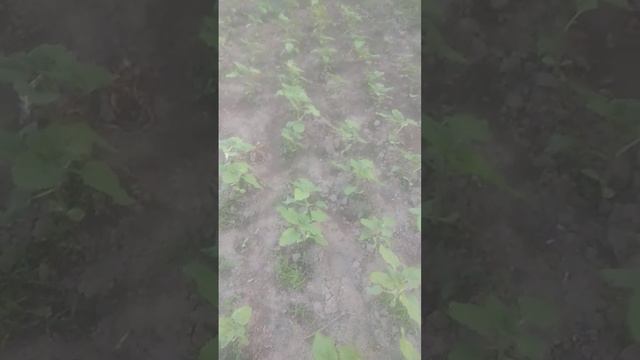 результат посева семечек подсолнуха с самодельной сеялкой смотреть онлайн