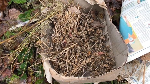 Подзимний посев ( сею морковь , свёклу , укроп , петрушку , кинзу , шпинат , руккола смотреть онлайн