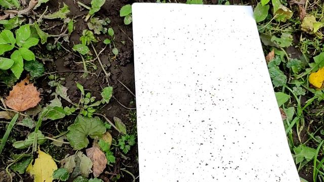 Пасека 2 октября 2021 года. Клеща много. Вторая обработка бипином. смотреть онлайн