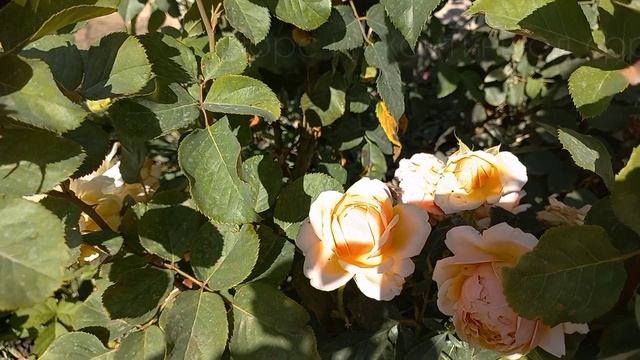 Цветение роз  - первогодок 22.09.23 смотреть онлайн