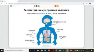 Окружающий мир 3 класс  физиология человека организм и внутренние органы