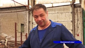 Лысковчанин Александр Ёлкин уже 30 лет работает ветврачом